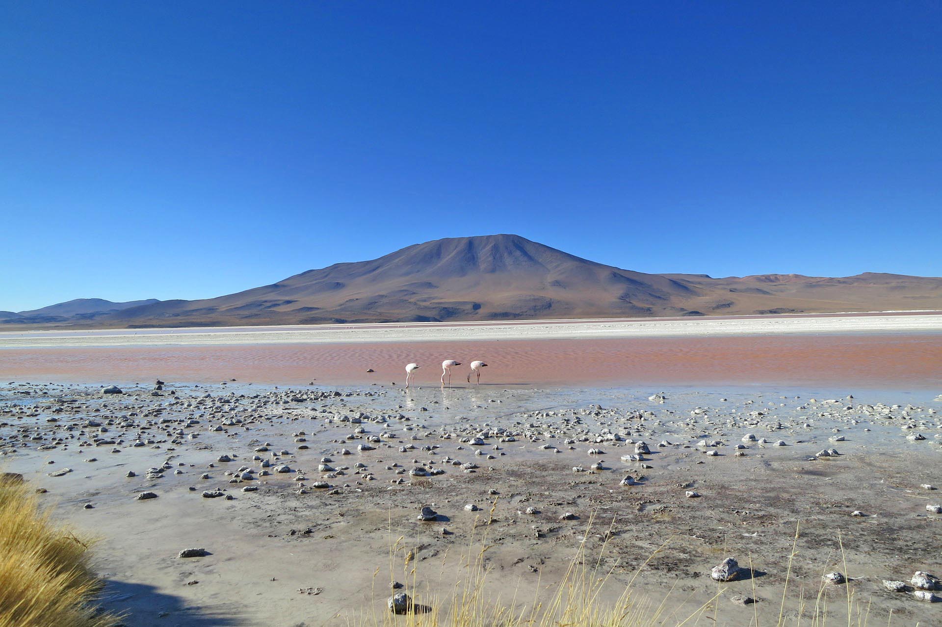 Atacama deserto fenicotteri