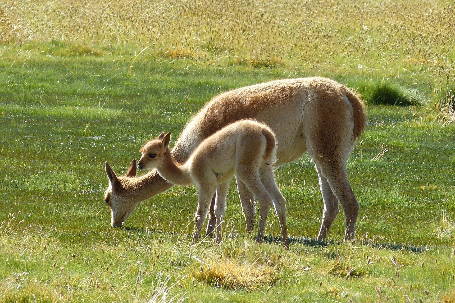 Cile – alpaca