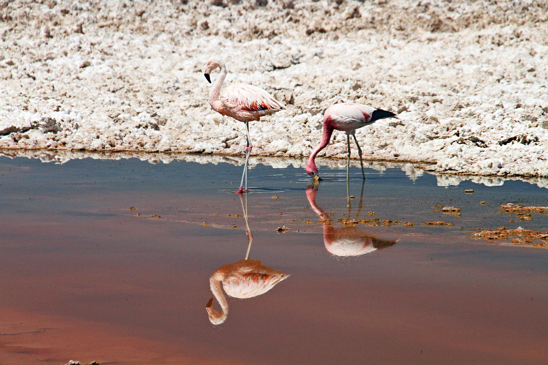 Cile fenicotteri